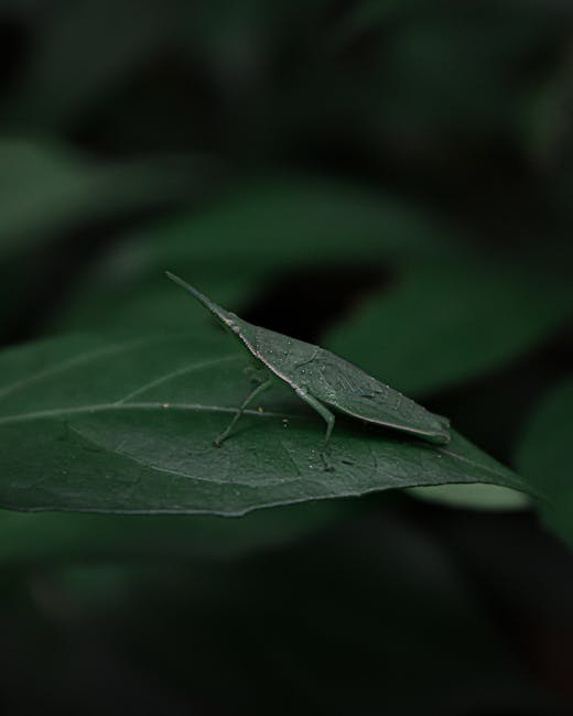 A close-up image of a green insect resembling a leafhopper, sitting on a dark green, textured leaf with visible veins. The insect's body mimics the shape and coloration of a leaf, featuring an elongat
