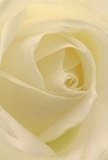 This evocative portrait draws you close to the heart of a white rose, its creamy petals folding and unfurling in a motion that echoes the gentle pace of life in Twickenham's hidden gardens and riverside walks. The bloom's texture is remarkably soft-velvety to the eye, with a touch of morning dew that glimmers on the near-translucent edges. Light and shadow mingle quietly along the petals, hinting at stories of sympathy, celebration, or new hopes, as commonly shared in the welcoming homes and shops of central Twickenham. The atmosphere is inviting and serene; the artistry of Flowers Twickenham is evident in the precise, loving spiral at the centre, capturing every nuance of shade, curve, and subtle reflection. Imagine a delicate whiff of floral fragrance, clean and faintly sweet, offering reassurance and grace to those who receive it. Whether marking a milestone, conveying comfort, or brightening a special day, this rose exemplifies the heartfelt, local craftsmanship and gentle elegance that define Twickenham's floral traditions.